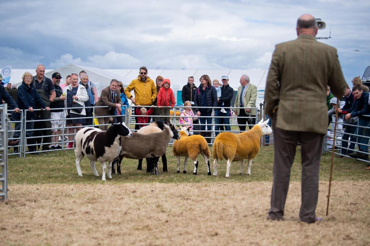 The crowd look on as Forrest Irving Judges the overall inter-breed sheep at Haddington Show
 Ref:RH020722073  Rob Haining / The Scottish Farmer...