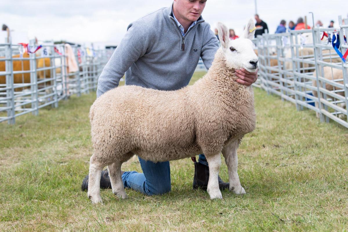 The Ewe lamb from George D Pate and Sons stood Halfbred champion Ref:RH020722065  Rob Haining / The Scottish Farmer...