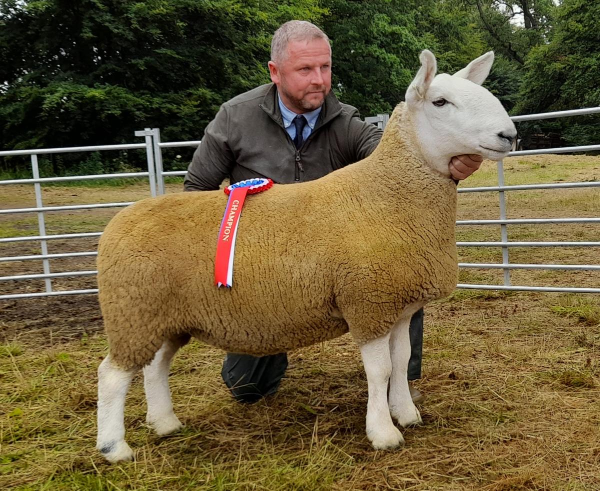 David Aitken's Cheviot champion was reserve supreme sheep