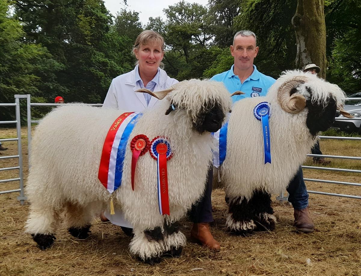 Robbie and Katrina Taylor won the champion and reserve Valais Blacknose with the lead ewe and aged ram