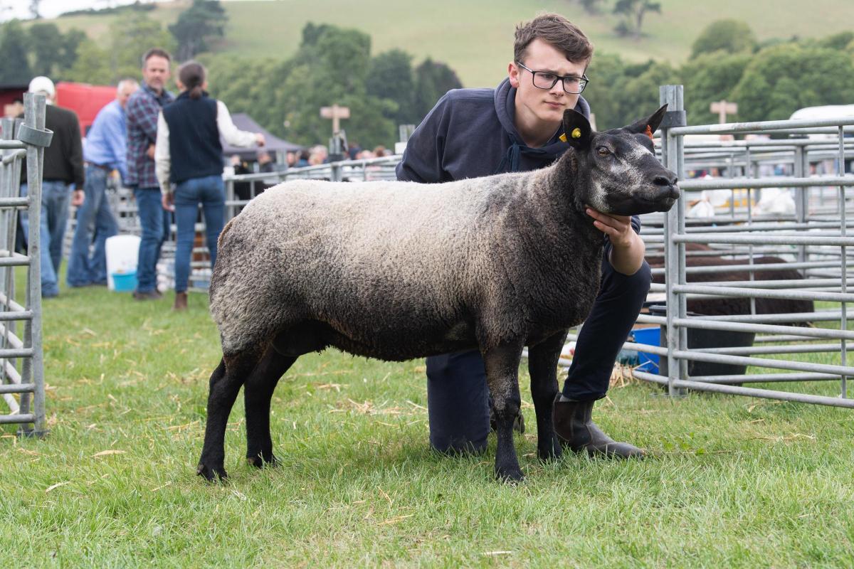 Blue Texel from Daniel Fleming took the top ticket in the  AOB section Ref:RH230722023  Rob Haining / The Scottish Farmer...