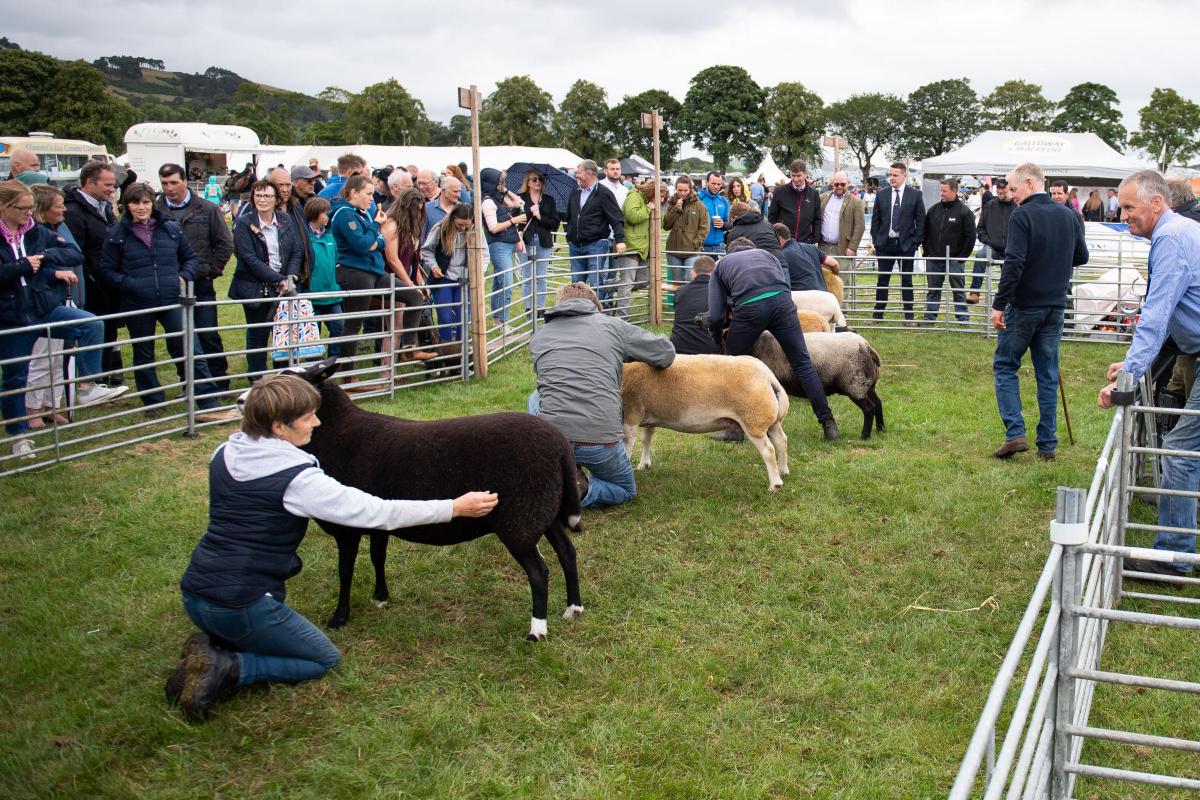 Iain Goldie taking his final walk down the sheep inter-breed line up before tapping out the Clarks Texel as overall sheep champion Ref:RH230722036  Rob Haining / The Scottish Farmer...