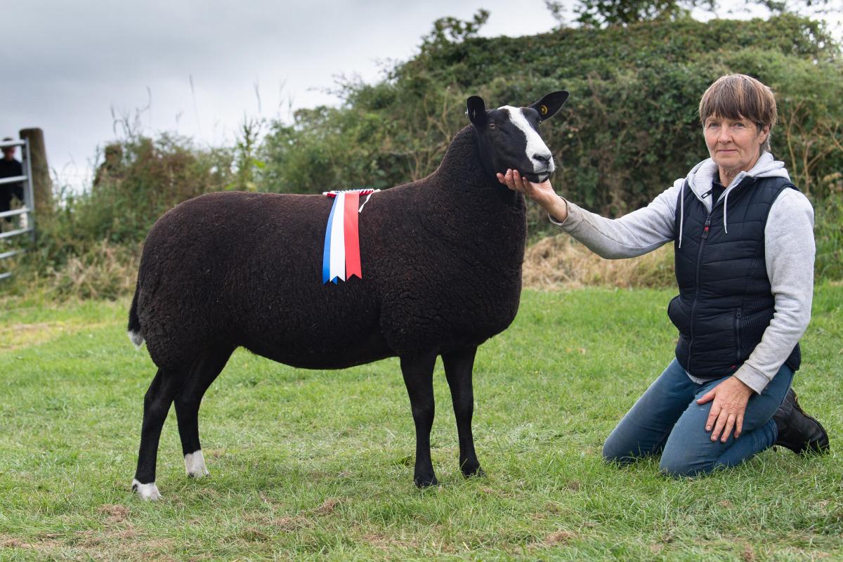 Zwartlbes champion was the ewe from the Barmurrie flock Ref:RH230722038  Rob Haining / The Scottish Farmer...