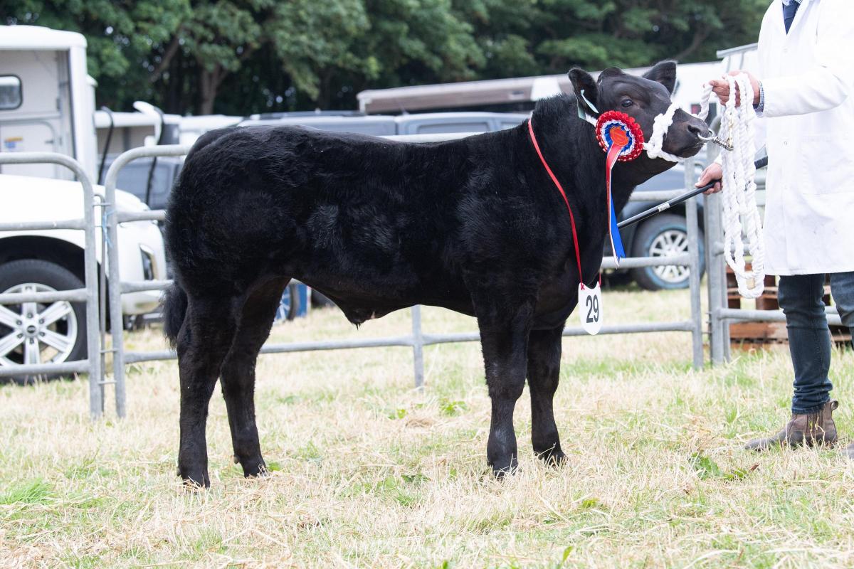 Dunbeath Farms reserve commercial cattle champion was also reserve overall cattle champion   Ref:RH160722296  Rob Haining / The Scottish Farmer...