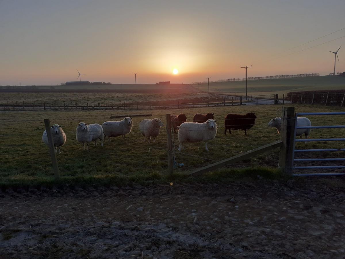 Lianne Winton - Checking the ewes first thing this morning and capturing the gorgeous sunrise. Photo taken by Keith Hector