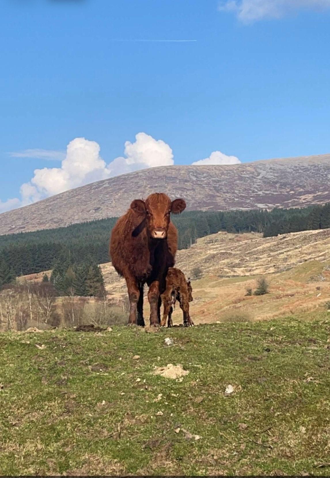 Bobby Landers - Our first calf with Cairnsmore in the background