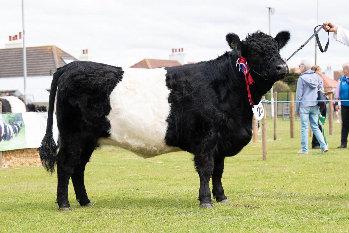 Belted Galloway champion was from RKG Farms  Ref:RH270722047  Rob Haining / The Scottish Farmer...