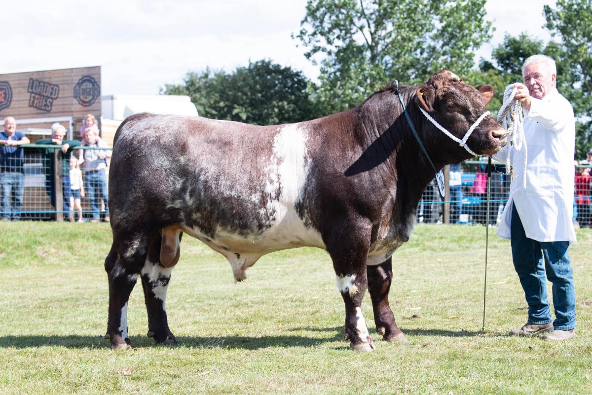 Blackjack Powerhouse was Beef Shorthorn champion for Ross and Kirsty Williams Ref:RH080822025  Rob Haining / The Scottish Farmer...