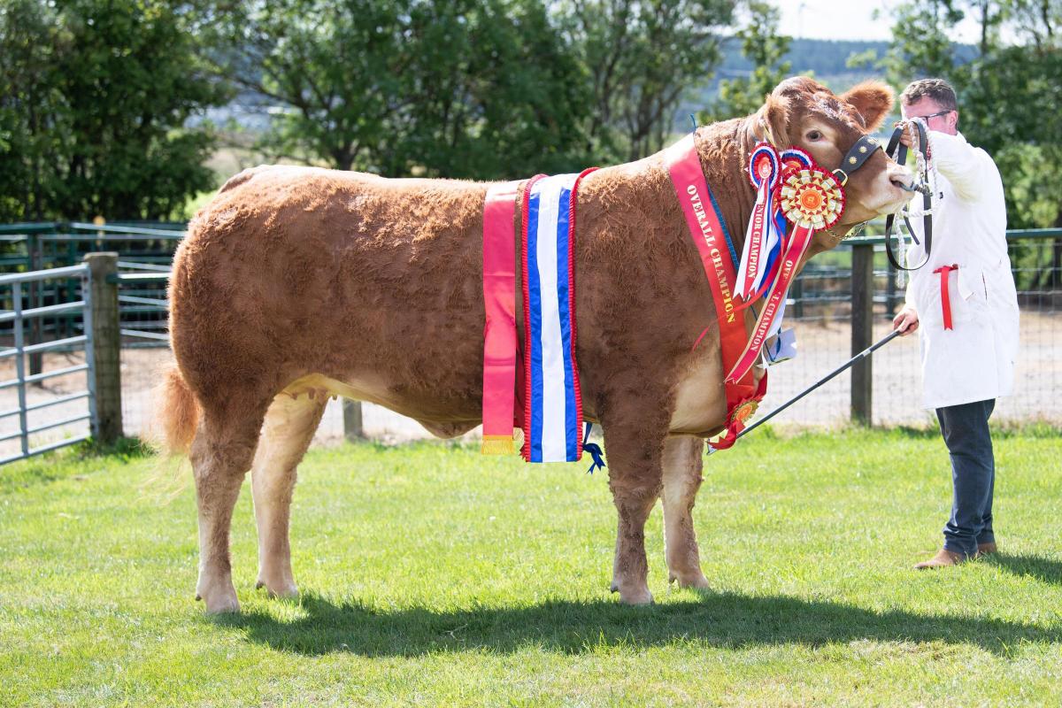 Ruby Tuesday from Dougie and Lynda Graham won the Limousin section and went onto win the inter-breed cattle champion  Ref:RH080822035  Rob Haining / The Scottish Farmer...