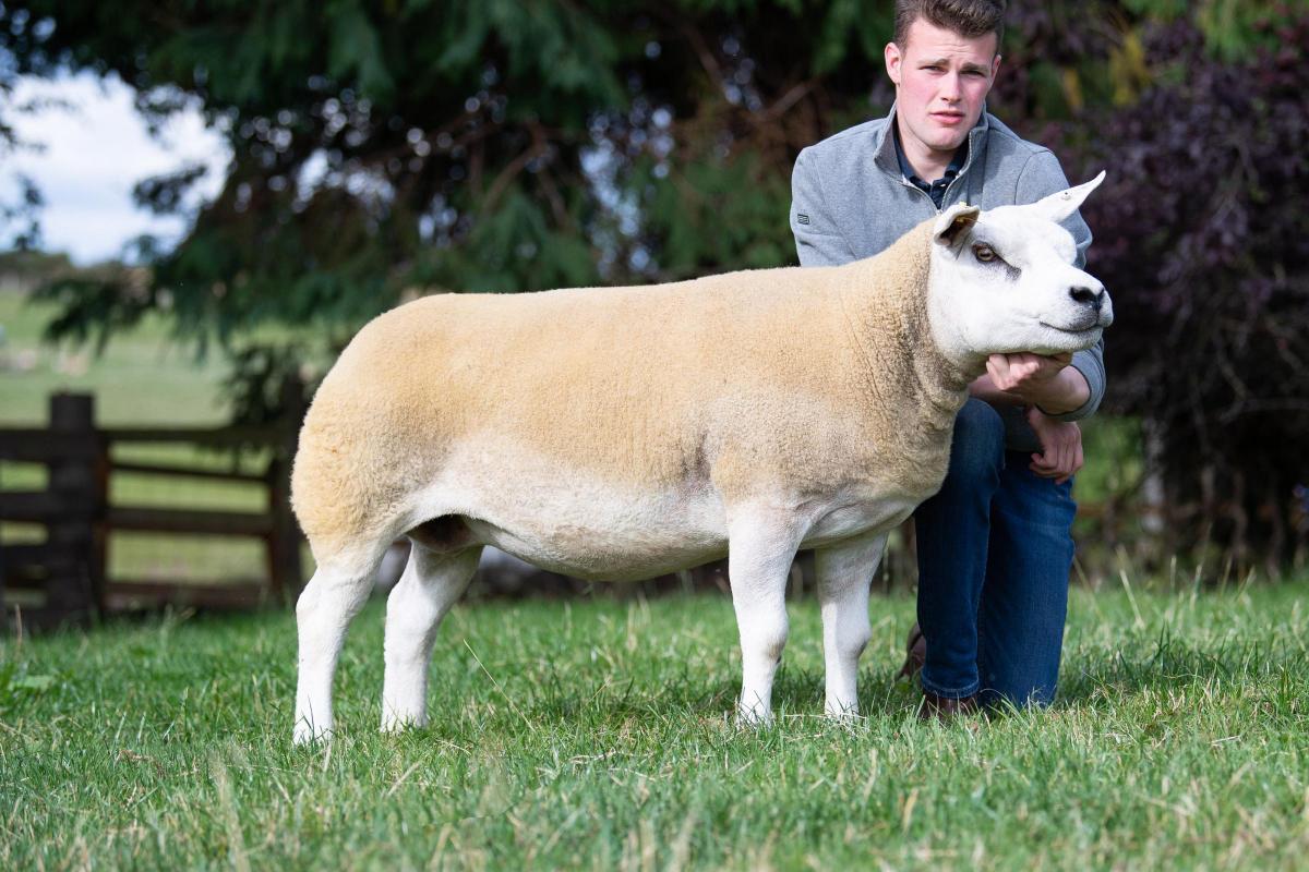 Texel champion and inter-breed sheep was the ewe from the Knox family Ref:RH080822024  Rob Haining / The Scottish Farmer...