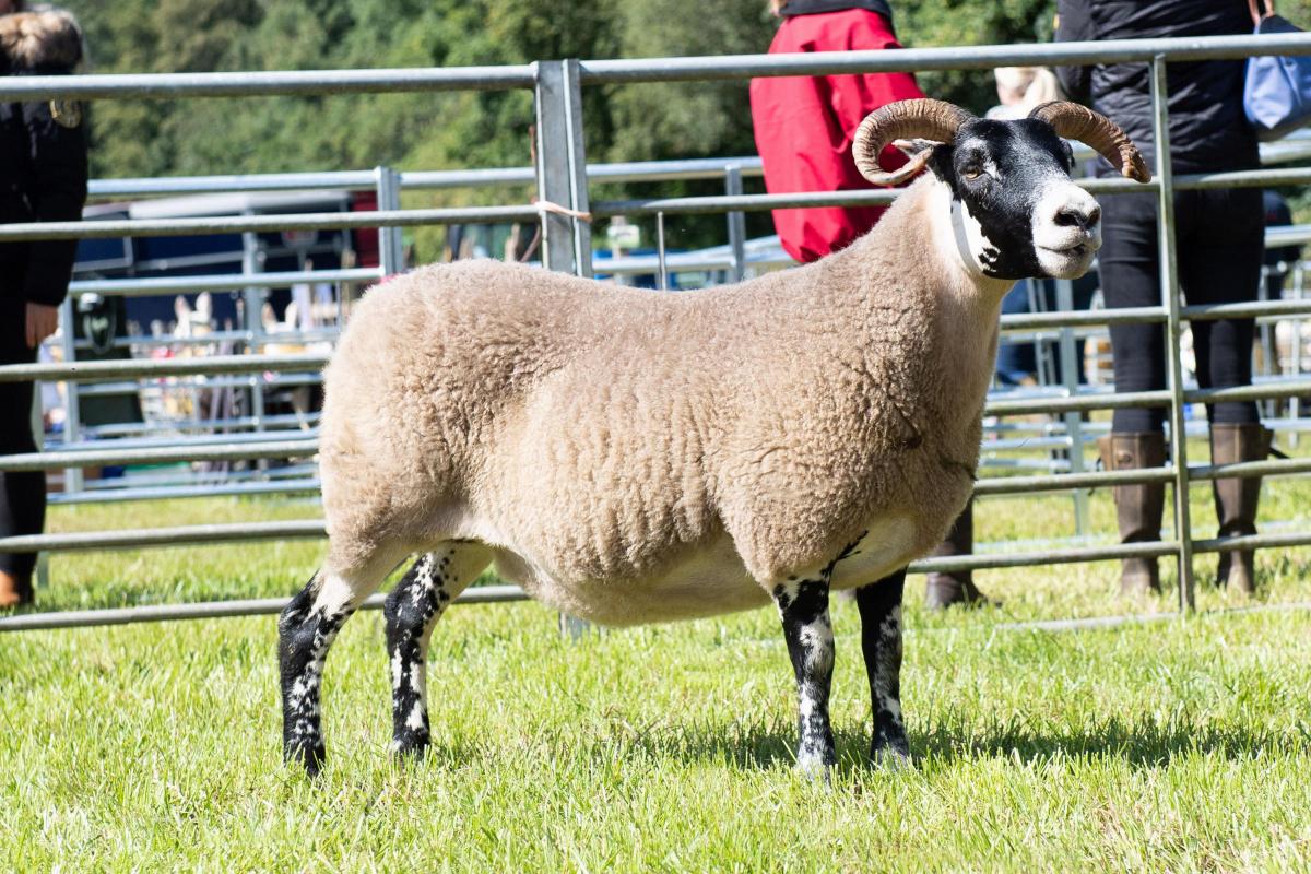 Blackie champion was the ewe from A Paton Ref:RH200822098  Rob Haining / The Scottish Farmer...