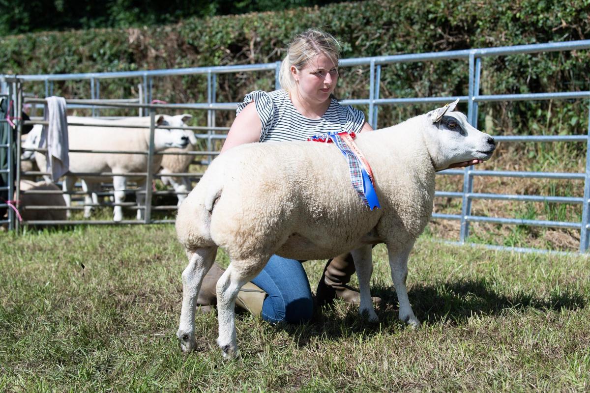 Over all sheep champion was the Beltex from John Cousar Ref:RH200822097  Rob Haining / The Scottish Farmer...