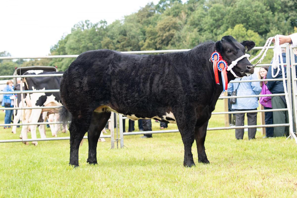 Prime cattle champion and overall cattle champion Wee Nippy from Andrew Ireland Ref:RH200822086  Rob Haining / The Scottish Farmer...