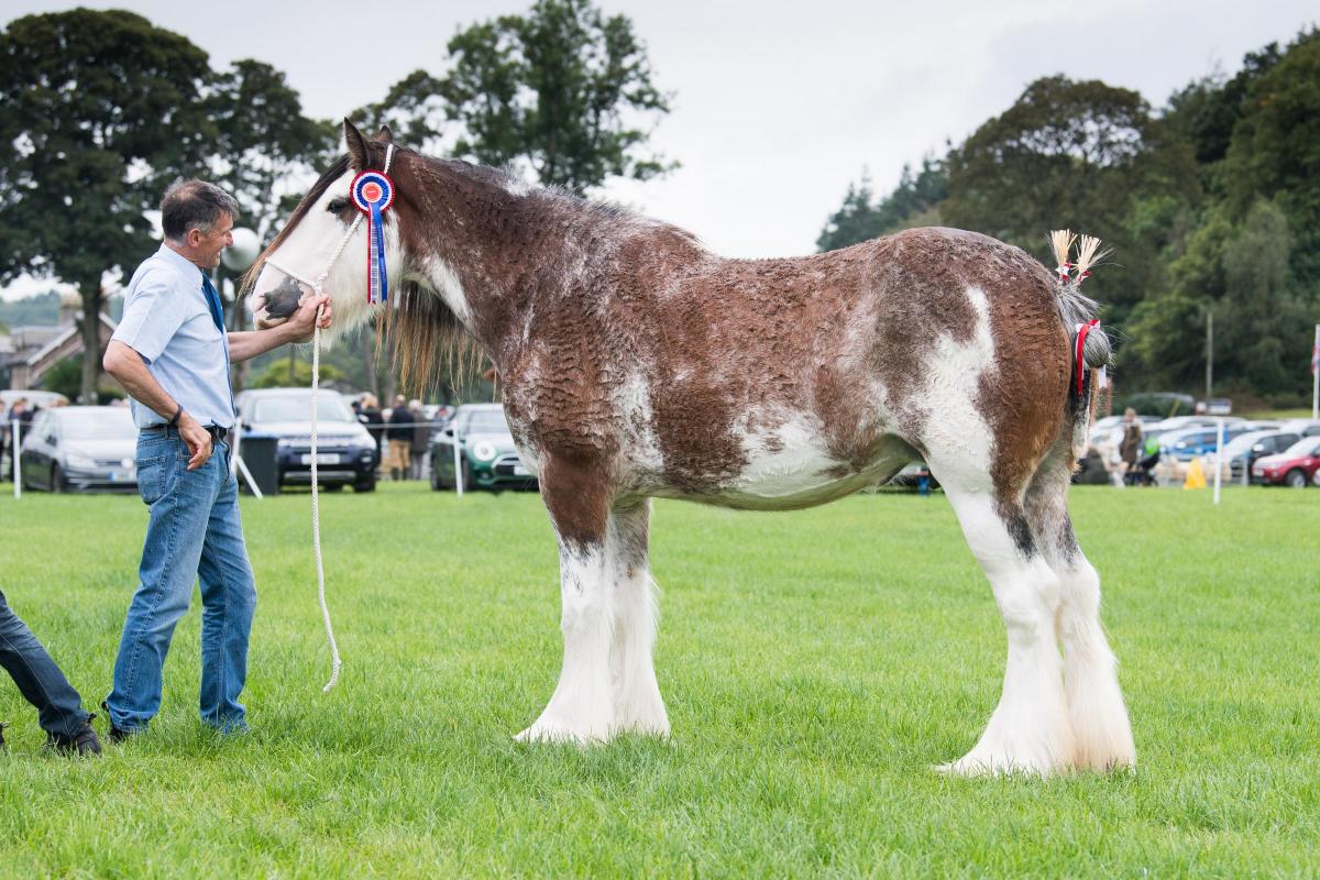Clydesdale champion was the mare with foal at foot, Mollinhillhead Lady Claire from Tom Tennant  Ref:RH100922169  Rob Haining / The Scottish Farmer...