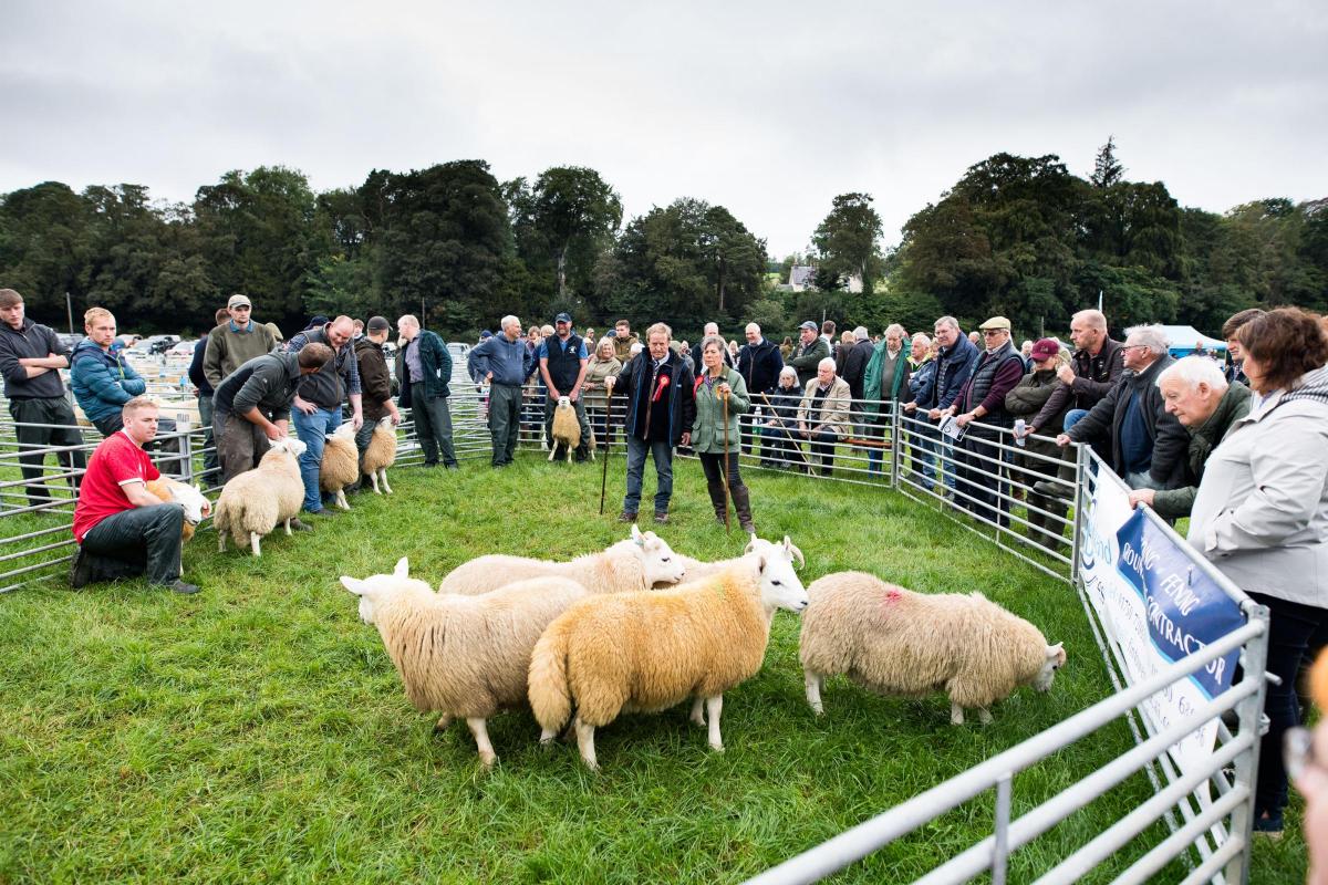 Spectators look on as Ian Catherine Hepburn judge the South Country Cheviot at the 100th Yarrow show Ref:RH100922159  Rob Haining / The Scottish Farmer...
