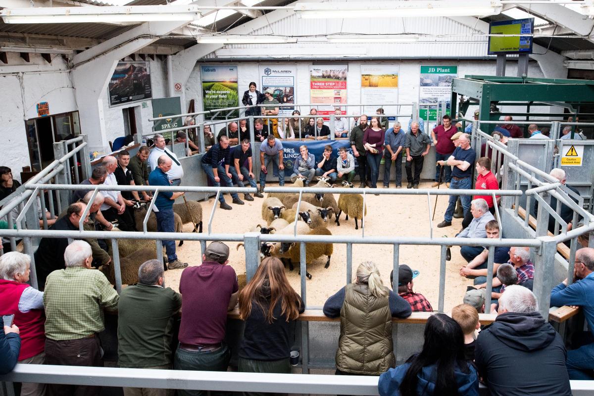 Judge Duncan MacGregor had some very large classes to contend with in the Blackfaced sheep section at Dalmally show Ref:RH030922179  Rob Haining / The Scottish Farmer...