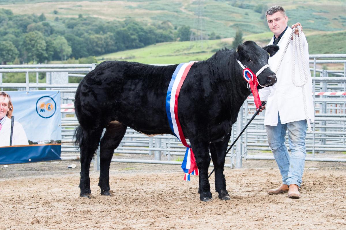 Supreme beef champion was the commercial from Robert and David Wright Ref:RH030922163  Rob Haining / The Scottish Farmer...