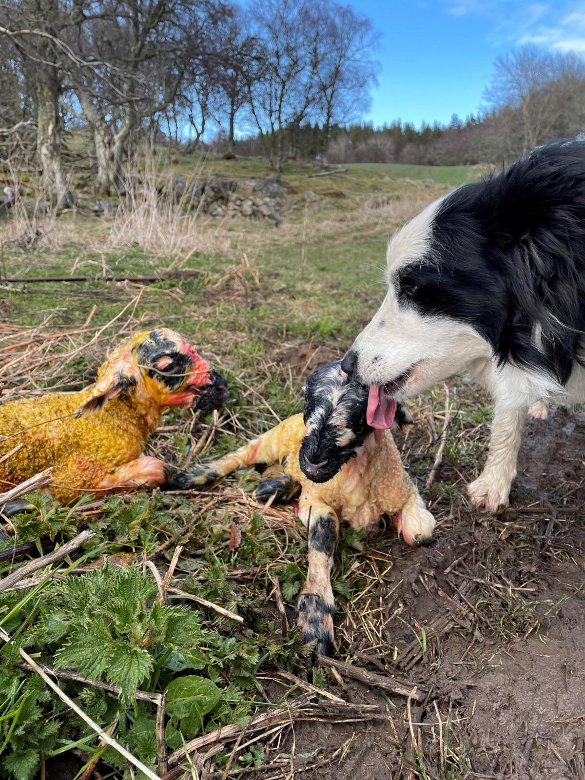 Catherine Smith - Here's my pic of my collie Jill, 'kissing' a lamb