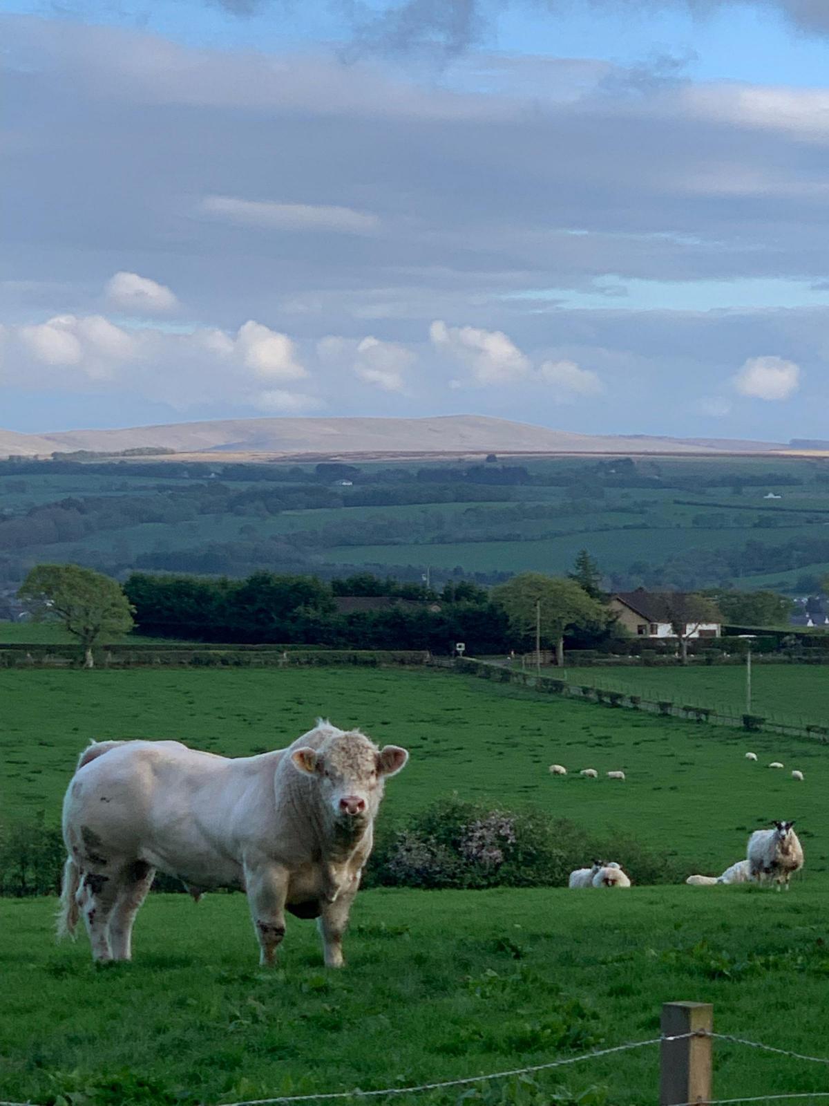 Daniel Hodge - Home bred Hodge's Charolais bull enjoying the Cumnock Views
