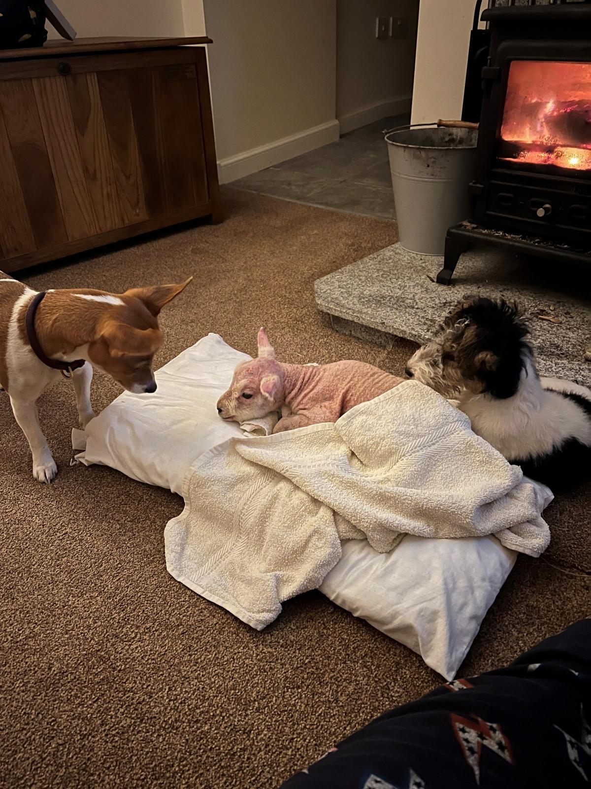 Nikki Sheed - Yogi the Jack Russell and Meg the Fox Terrier puppy wondering what this bald creature is mum brought into the house