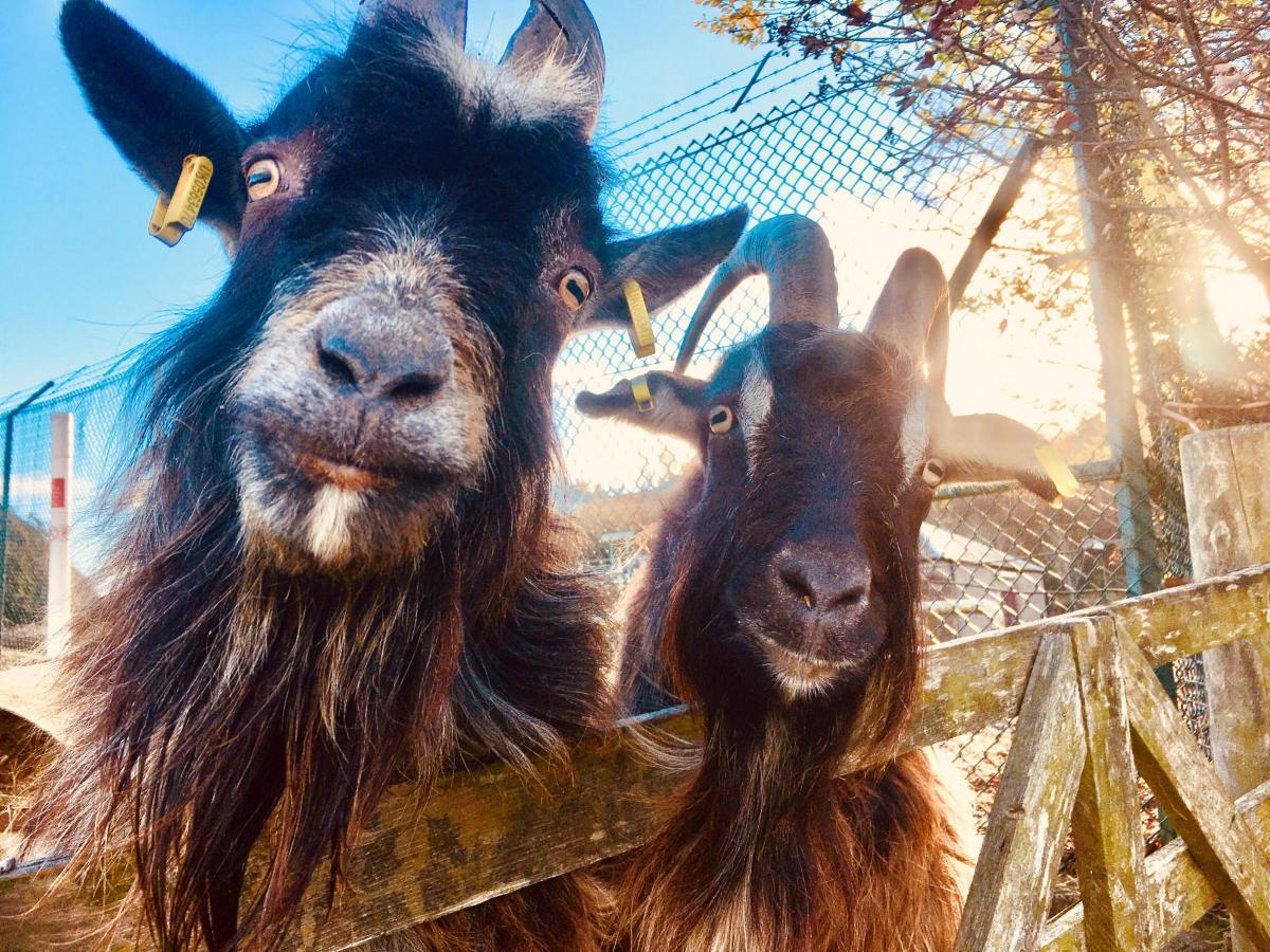Sam Lockhart - two of our Bagot goats, ‘Joey Essex’ (left) and ‘Cheeky’ (right).  One will dazzle you with good looks and the other will eat your jacket.