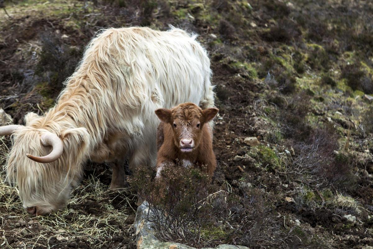 Derek Bell-Jack - I took this photo a couple of years ago at the end of a week end trip to the isle of skye.

We stopped off at the roadside to take a few photos of the highland cows,on the road out from portree,this wee calf seemed a bit interested in th