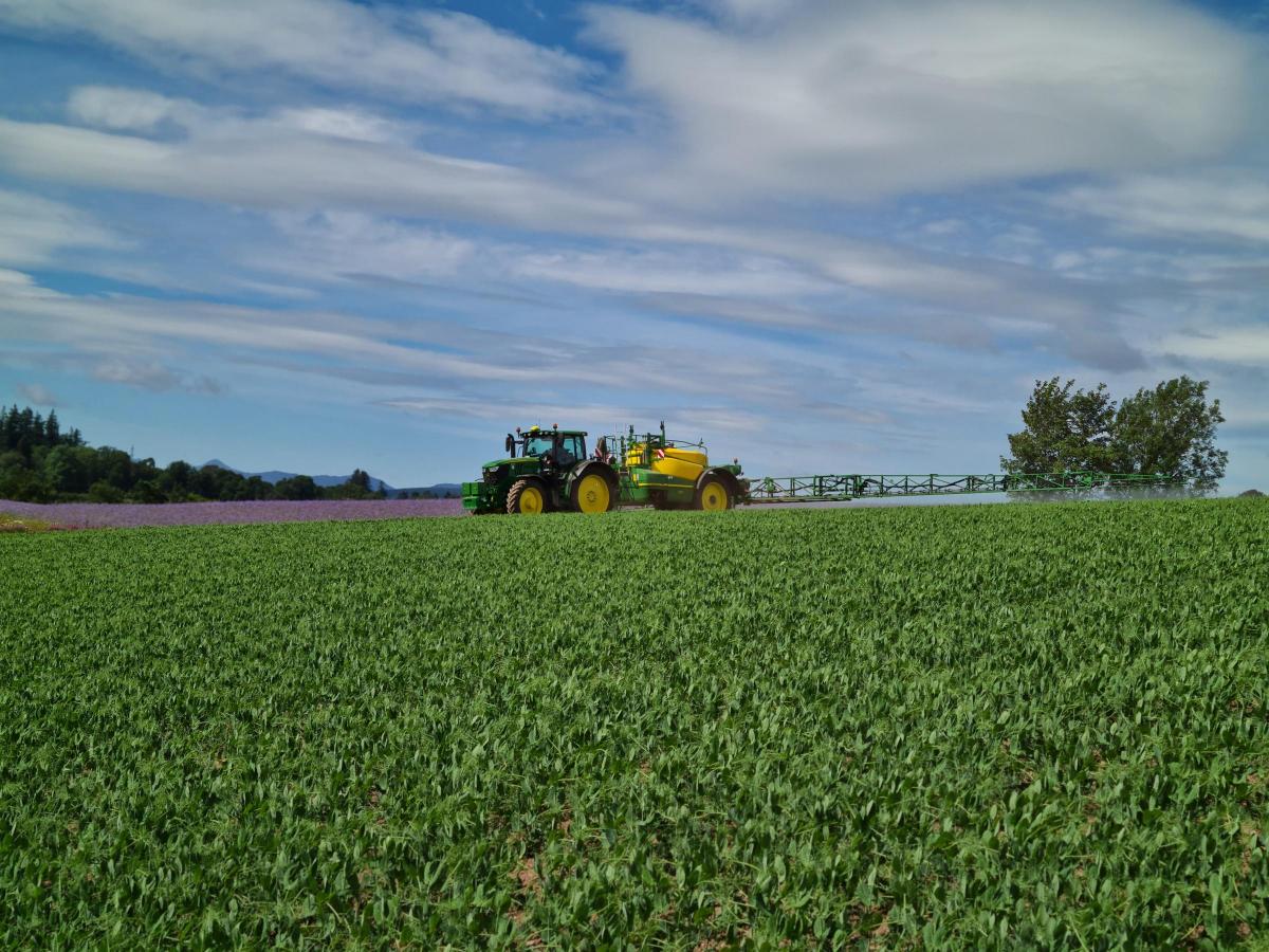Diane Anderson - Spraying peas in Perthshire