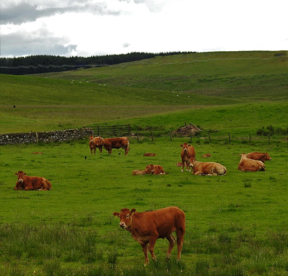 Morag Gordon - limouisn cows grazing at west glespin
