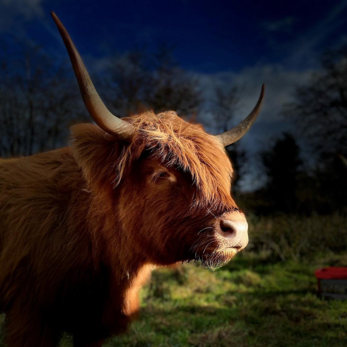 Andrew Prentice - Here’s Charlotte one of our 10 pure pedigree highland cattle from Maol Fold  Isle of Arran