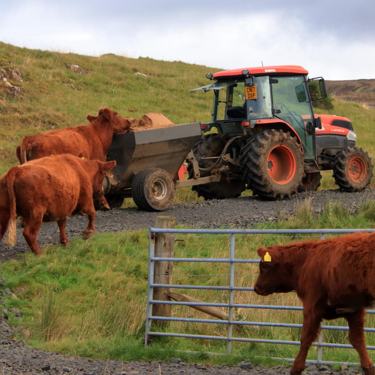 Rhonda @ Drimnin Estate - Who needs the 'carrot or stick' approach to animal logistics operations when you have Nc'nean Distillery draff at Drimnin Estate Farm