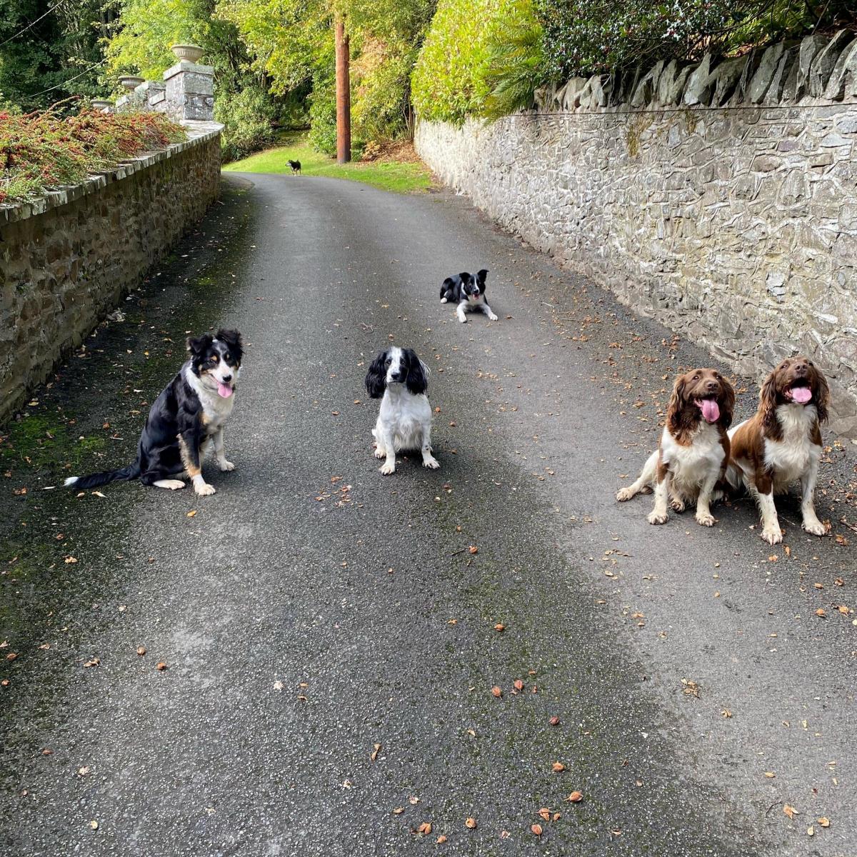 Rachel Spence (Scottish Borders) - How many dogs in one photo