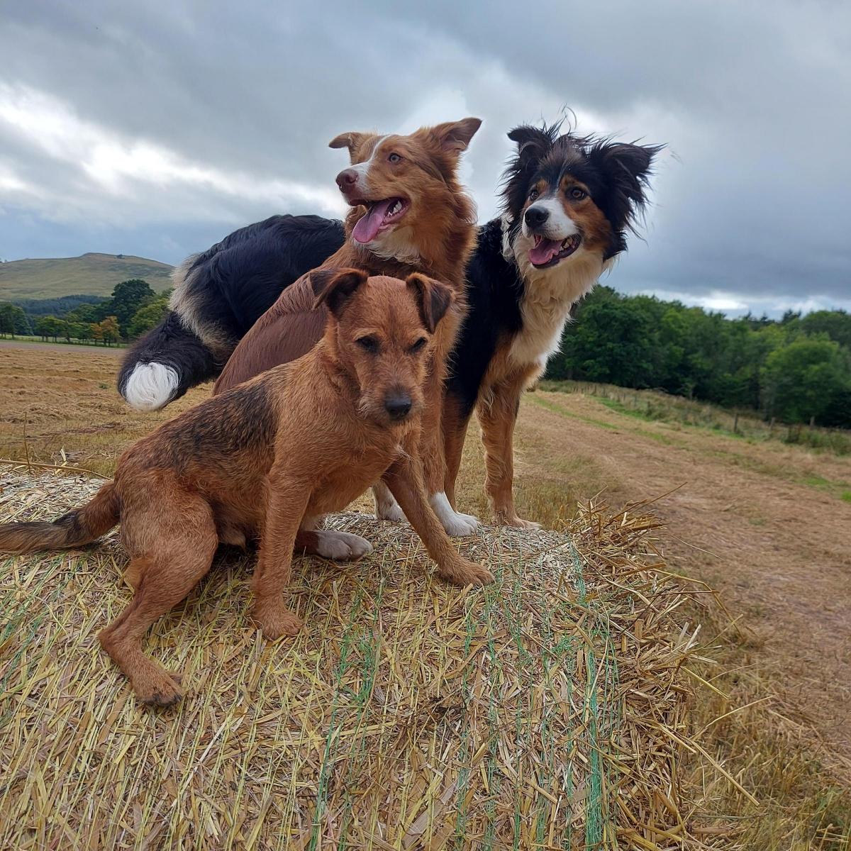 Ruth Jardine - Dogs overseeing harvest How many can get on a bale