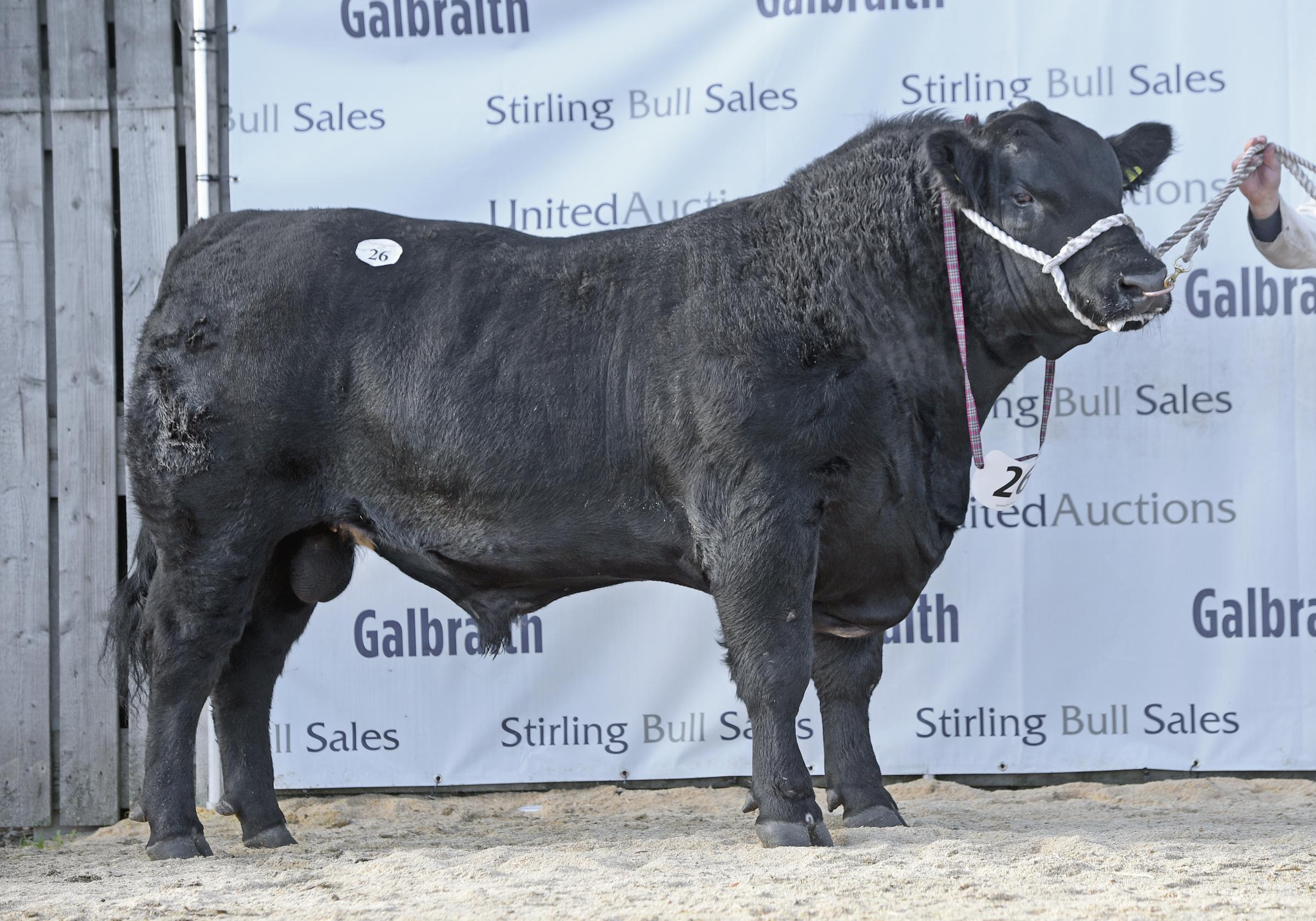 The Grays sold this bull for 12,000gns 