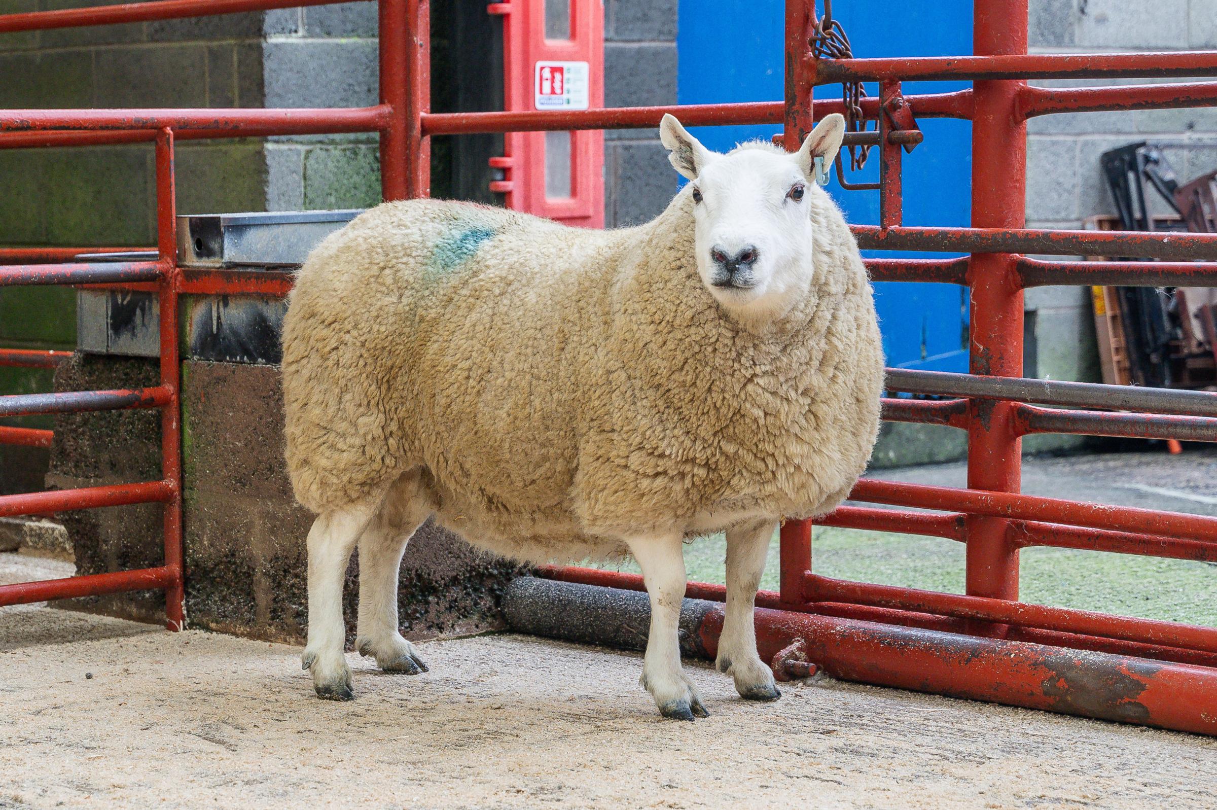 The pre-sale champion sold for 1900gns from W N Douglas, Catslackburn