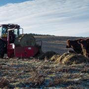 Beef calf scheme claims have fallen fastest in Aberdeenshire   Ref:RH180119072    Rob Haining / The Scottish Farmer