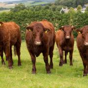Breeding cattle are down significantly going by the latest QMS report