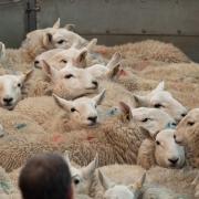 Prime old season lamb values are soaring on an almost weekly basis