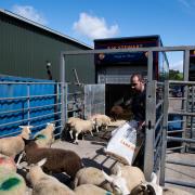Loading prime lambs onto the modern Plowmamn trailer Ref:RH180720263  Rob Haining / The Scottish Farmer