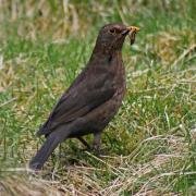The blackbird, always at or near the top of the list of recorded farmland birds in Scotland