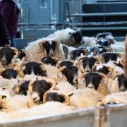 Blackie hoggs being sold at Huntly Mart   Ref:RH180320271  Rob Haining / The Scottish Farmer