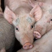 Opportunities for UK pork in California  Ref:RH070720138  Rob Haining / The Scottish Farmer