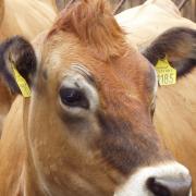 Jersey females saw increased milk production and reduced SCCs with the use of oregano essential oils