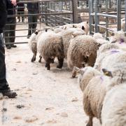 Prime sales shows hoggs commanding favourable prices, sustaining robust trading.
