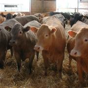 Those with the right cattle in the right numbers hitting the correct spec can achieve £5 per dw kg