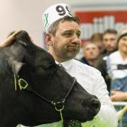 Former Super Cow winner Icow Huddlesford Rosann from Isaac Lancaster Ref:RH1511170215