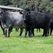 A falling national suckler herd is ultimately reducing supplies of finished beef          Ref:RH230921036  Rob Haining / The Scottish Farmer
