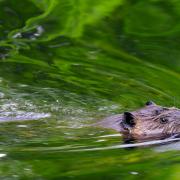 Green minister Lorna Slater says beavers are 'ecosystem engineers'