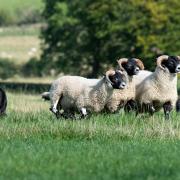 Sheepdog trial results for week ending February 24