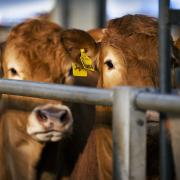Maraiscote heifers sold to 10,000gns at Carlisle