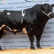 Brennan Panther realised 18,000gns for J and M Walker